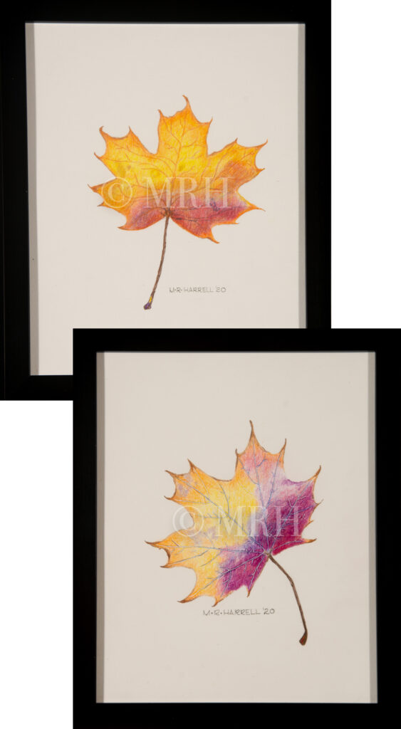 Maple Leaf Set - Michael Reno Harrell